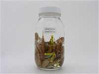 大吻鰕虎藏品圖，第2張